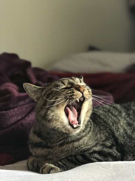 Athena