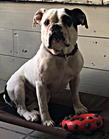 Roxie