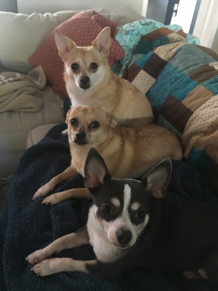 Foxy, Sophie & Paco