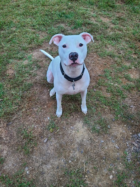 Koa