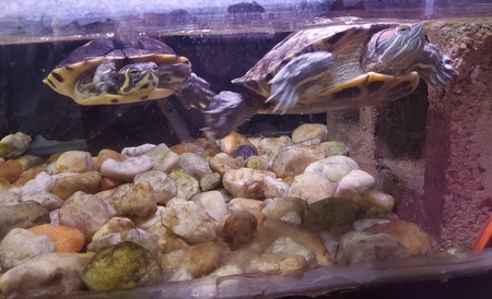 Mr. Turtle & Avacado