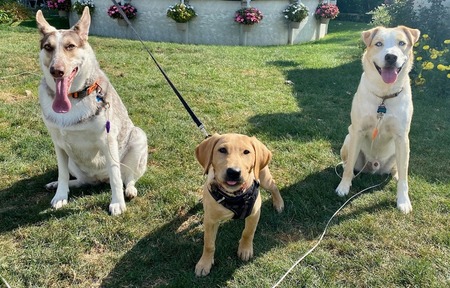 Bonnie, Betty and Bison