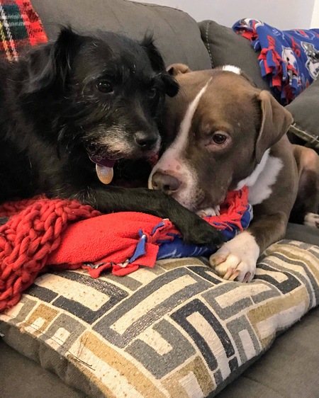 Gracie and Mr Taco