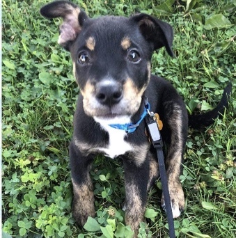 Jax