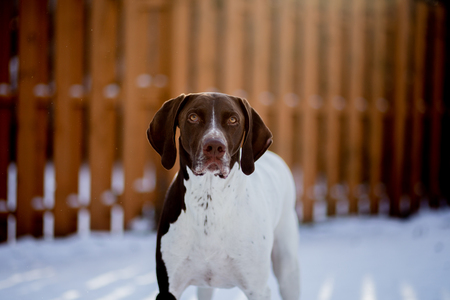 Sawyer
