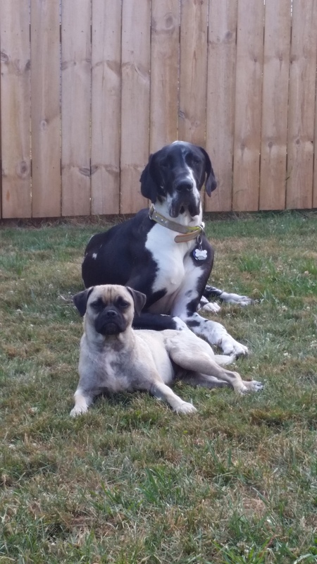 Duke & Nigel 