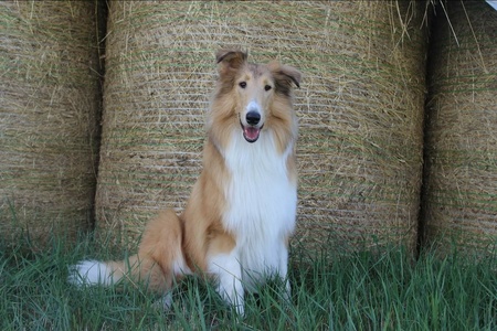 Skye