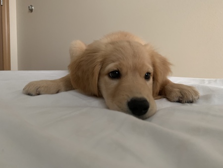 Muffin