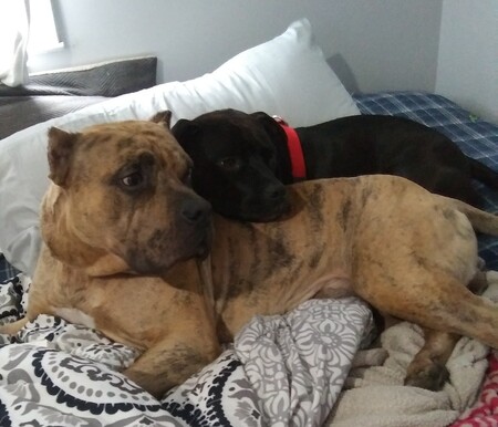 Nucci and Luna