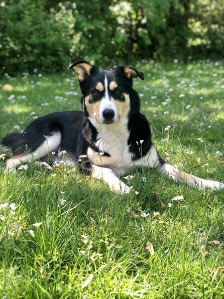 Stella