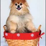 Entry image for Spud