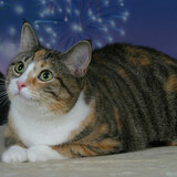 Entry image for Buckeye Pearl