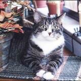 Entry image for Rudy