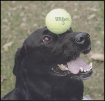 Entry image for Butkis. Clicking this image will show a larger photo
