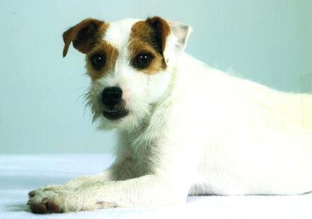 Entry image for Chester. Clicking this image will show a larger photo