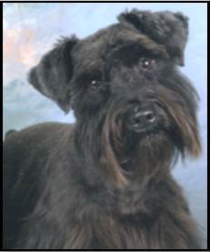 Entry image for Andrew. Clicking this image will show a larger photo