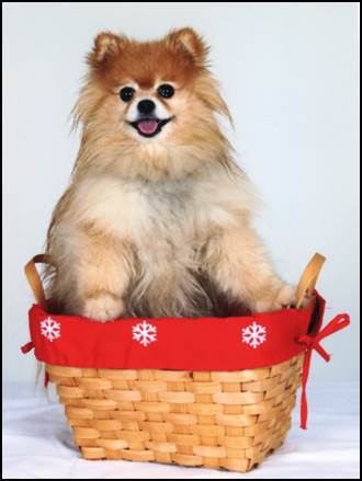 Entry image for Spud. Clicking this image will show a larger photo