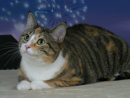 Entry image for Buckeye Pearl. Clicking this image will show a larger photo