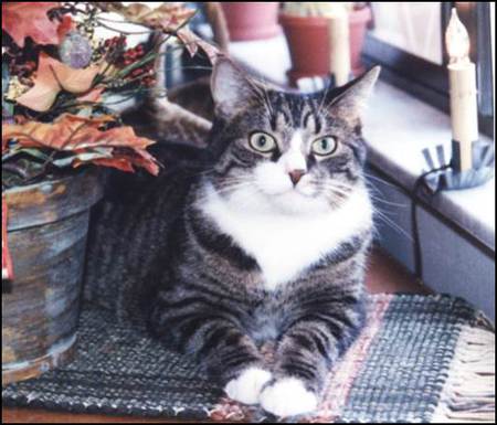 Entry image for Rudy. Clicking this image will show a larger photo