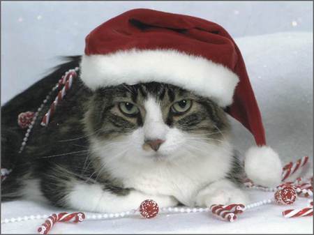 Prancer