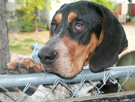 Huckleberry