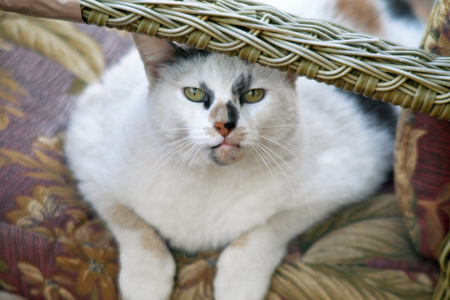 Ali Catt