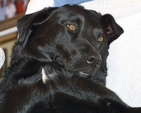 D.C. Dogg (AKA "Diesel")