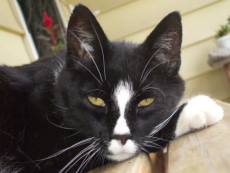 Tuxedo