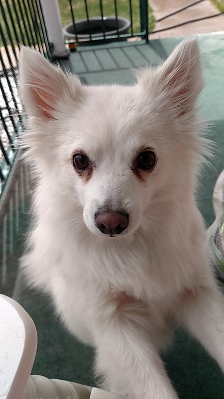 Nanuq