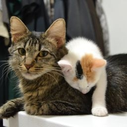 Molly & Princess