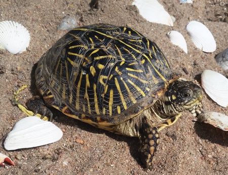 Sheldon (Shell) 