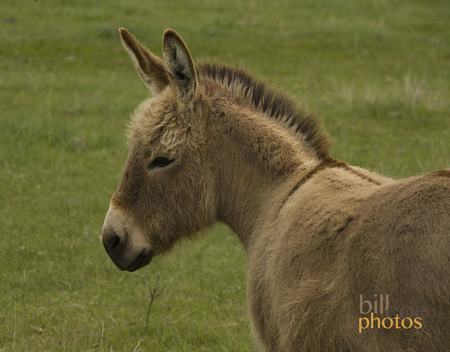 Little Hoss