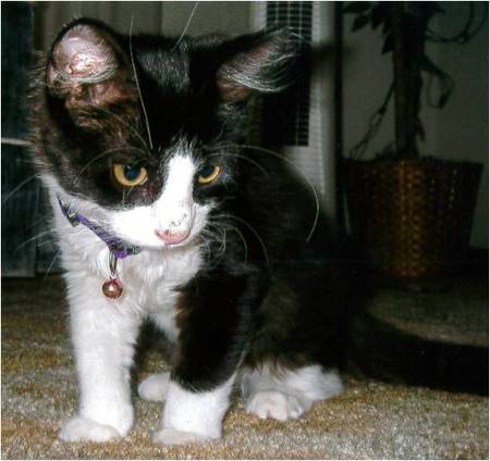 Super Switch as a kitten 