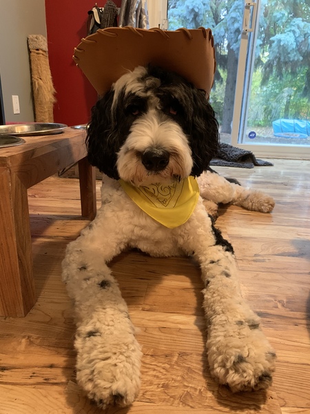 Blue the “cow”boy