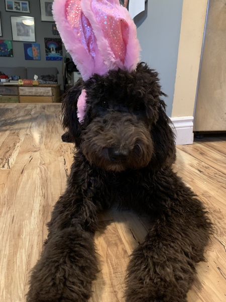 Ollie our sweet bunny. 