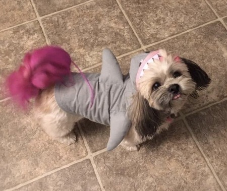 Doggie shark doo doo doo (Charlie)