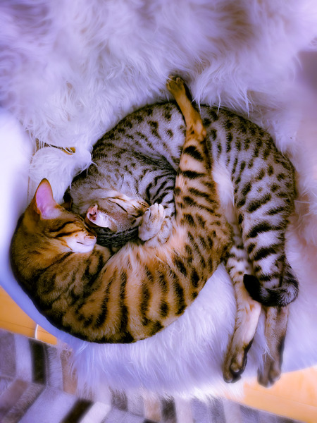 Ramses&Cali