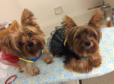 Moose and Nikki