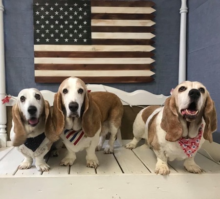 Buford, Chester, & Miss. Molly Moo