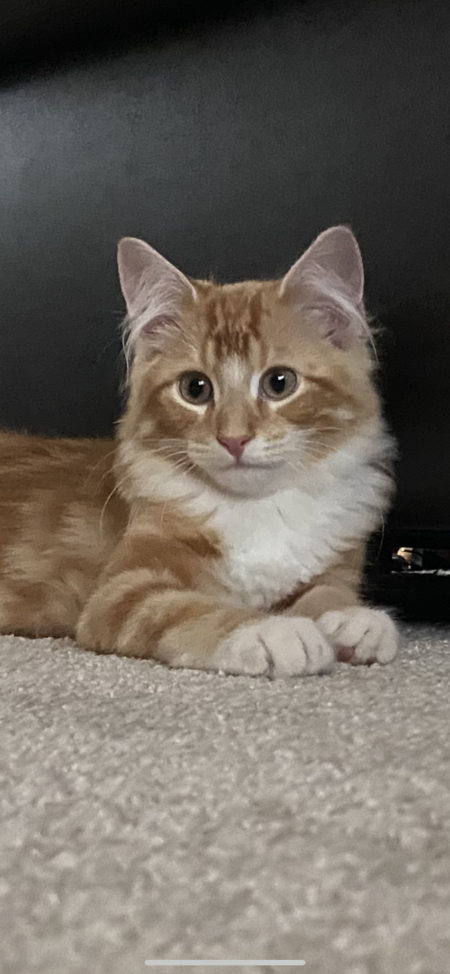 Loki 