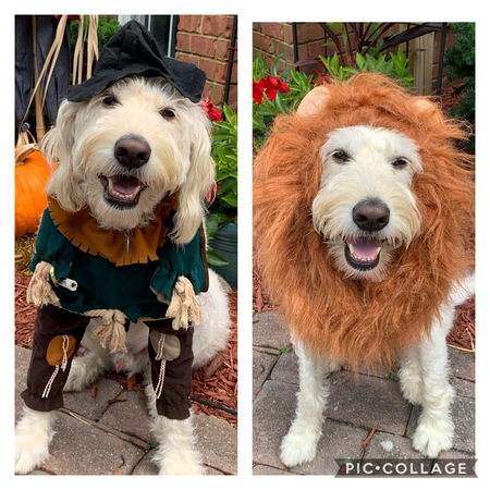 Dibs looking for both a brain and some courage for Halloween 2020!