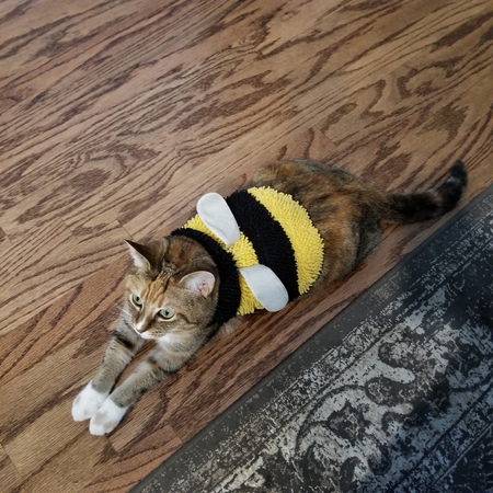 Great Cats-Bee