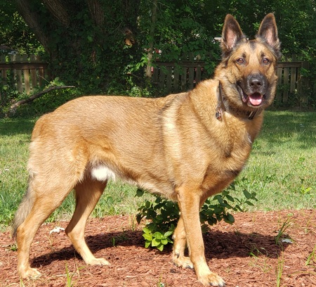 Brutus