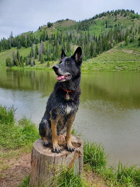 Gunner