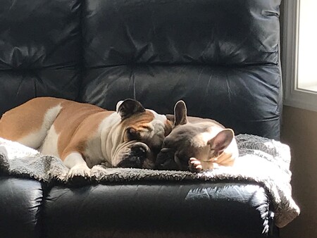 Rocco and Stella