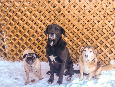 Daisy,  Scruffy & Josie