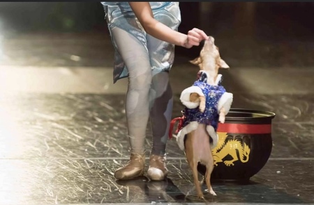 Entry image for Scarlet. Clicking this image will show a larger photo