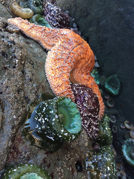 Sea Star at Short Sands