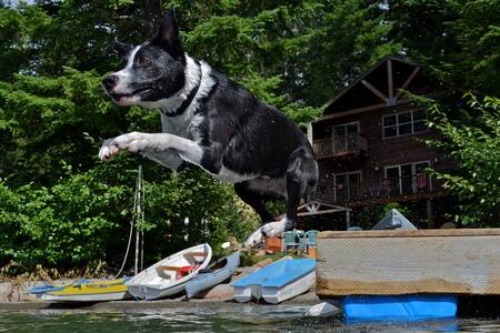 Malcolm Flies, Lake Cushman, Washington