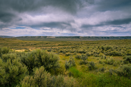 Sage Brush